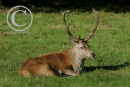 Red Deer Stag